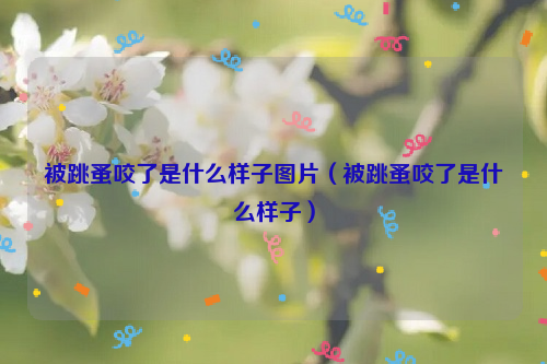 被跳蚤咬了是什么样子图片（被跳蚤咬了是什么样子）
