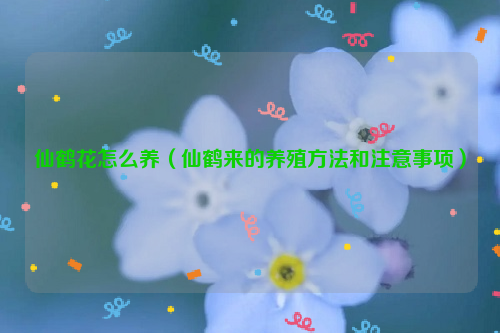仙鹤花怎么养（仙鹤来的养殖方法和注意事项）