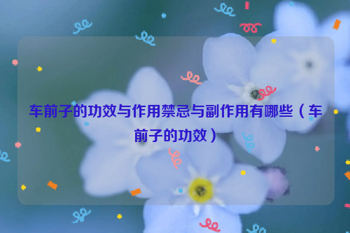 车前子的功效与作用禁忌与副作用有哪些（车前子的功效）