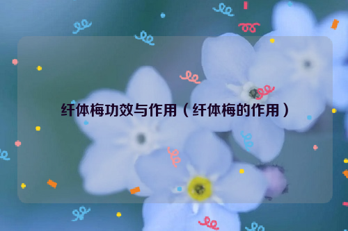 纤体梅功效与作用(纤体梅的作用)